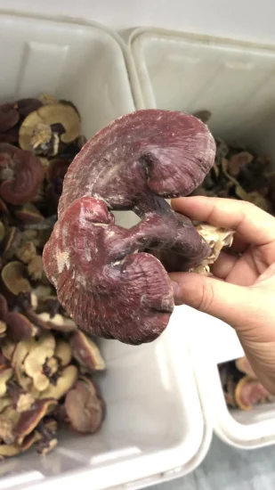 Polvere di spore di reishi all'ingrosso, polvere di spore di Ganoderma lucidum rotta dalla parete